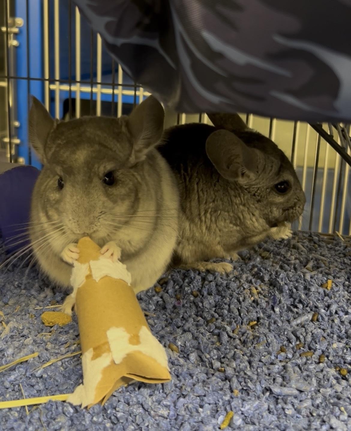 Enlarge Dusty & Pepper *BONDED PAIR*, a ADOPTABLE Chinchilla in Caledon, ON image 2/6