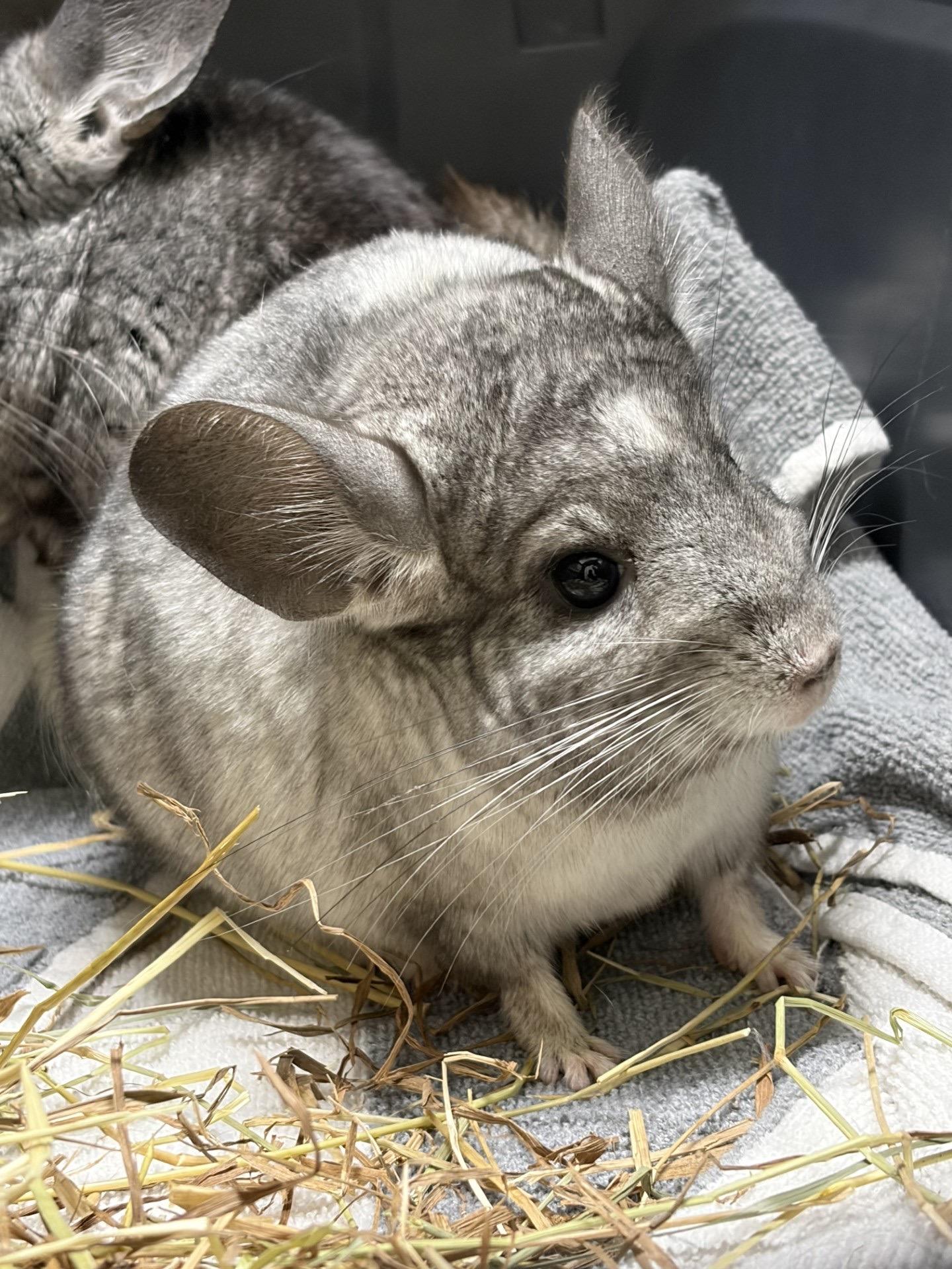 Enlarge Dusty & Pepper *BONDED PAIR*, a ADOPTABLE Chinchilla in Caledon, ON image 3/6