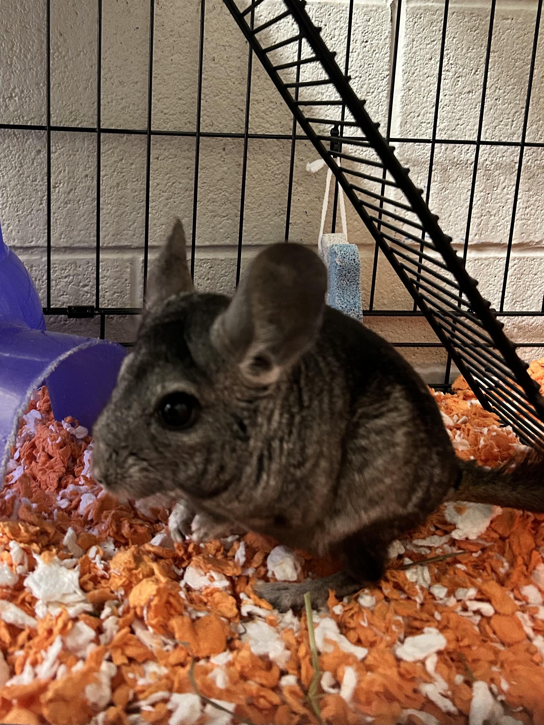 Enlarge Dusty & Pepper *BONDED PAIR*, a ADOPTABLE Chinchilla in Caledon, ON image 4/6