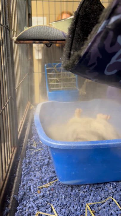 Enlarge Dusty & Pepper *BONDED PAIR*, a ADOPTABLE Chinchilla in Caledon, ON video 5/6