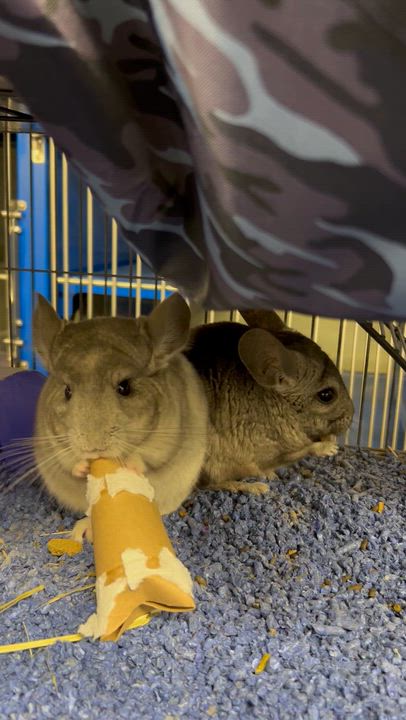 Enlarge Dusty & Pepper *BONDED PAIR*, a ADOPTABLE Chinchilla in Caledon, ON video 6/6