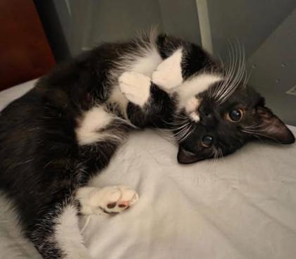 Minnie, Adoptable, Young Female Domestic Short Hair & Domestic Short Hair.