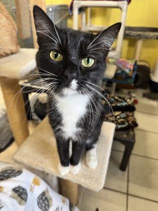 Enlarge Minnie, a Adoptable Domestic Short Hair in St. Anne, IL image 2/3