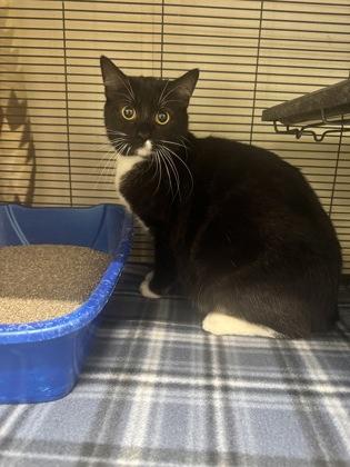 Minnie, Adoptable, Young Female Domestic Short Hair & Domestic Short Hair.