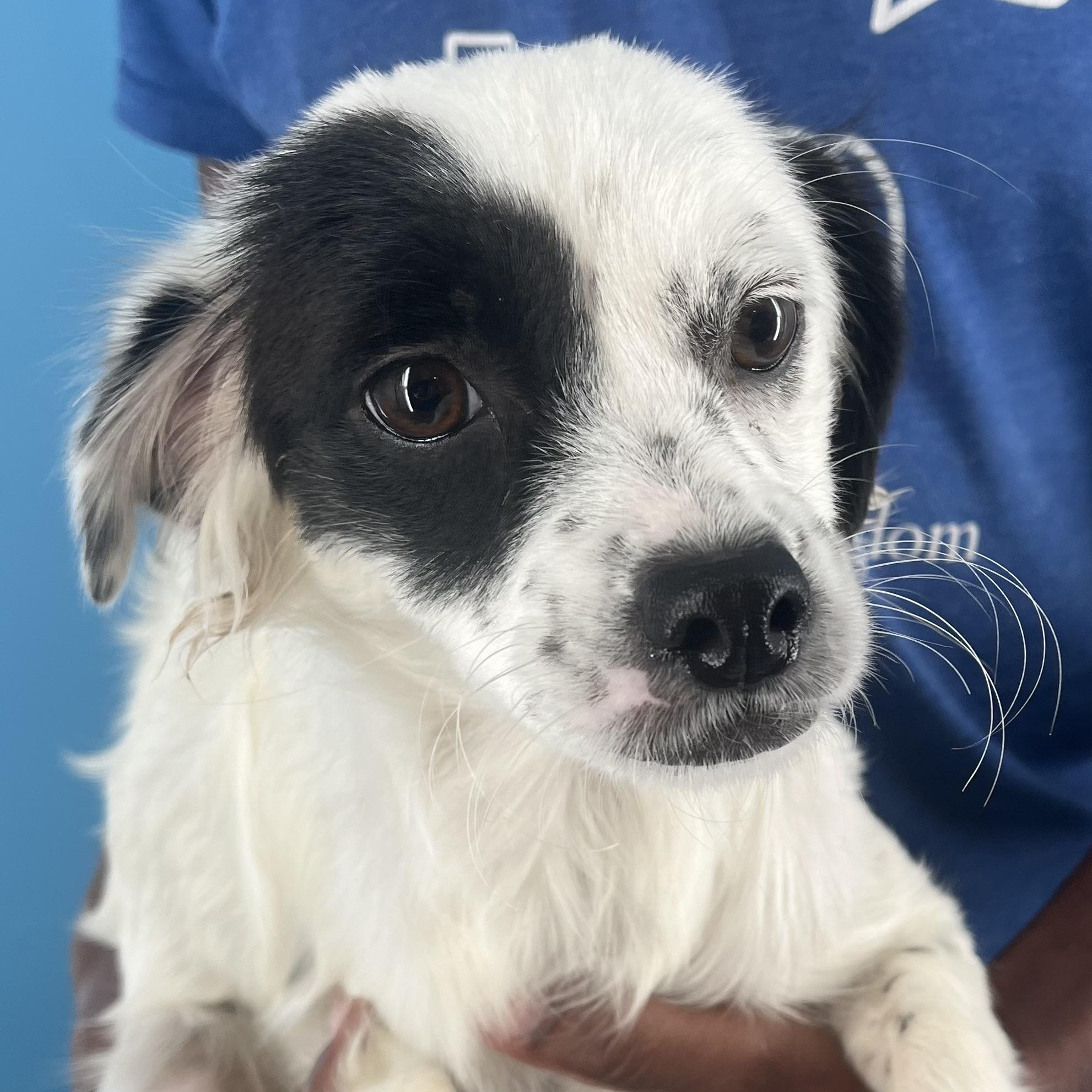 Patches - Local August 22-24, Young Female unknown