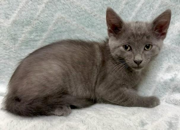 Alvin, Adoptable, Kitten Male Domestic Short Hair.