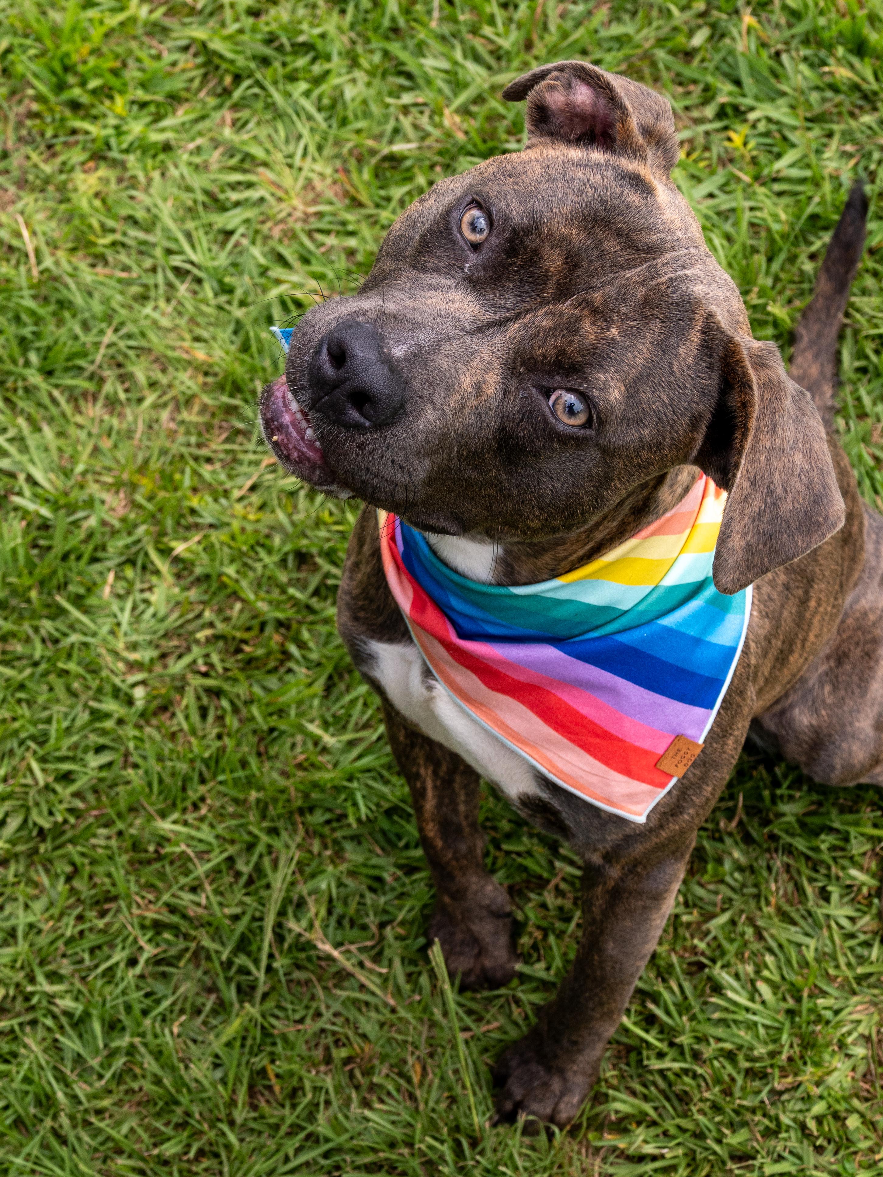 Hoot, adopted, Adult Female Mixed Breed.