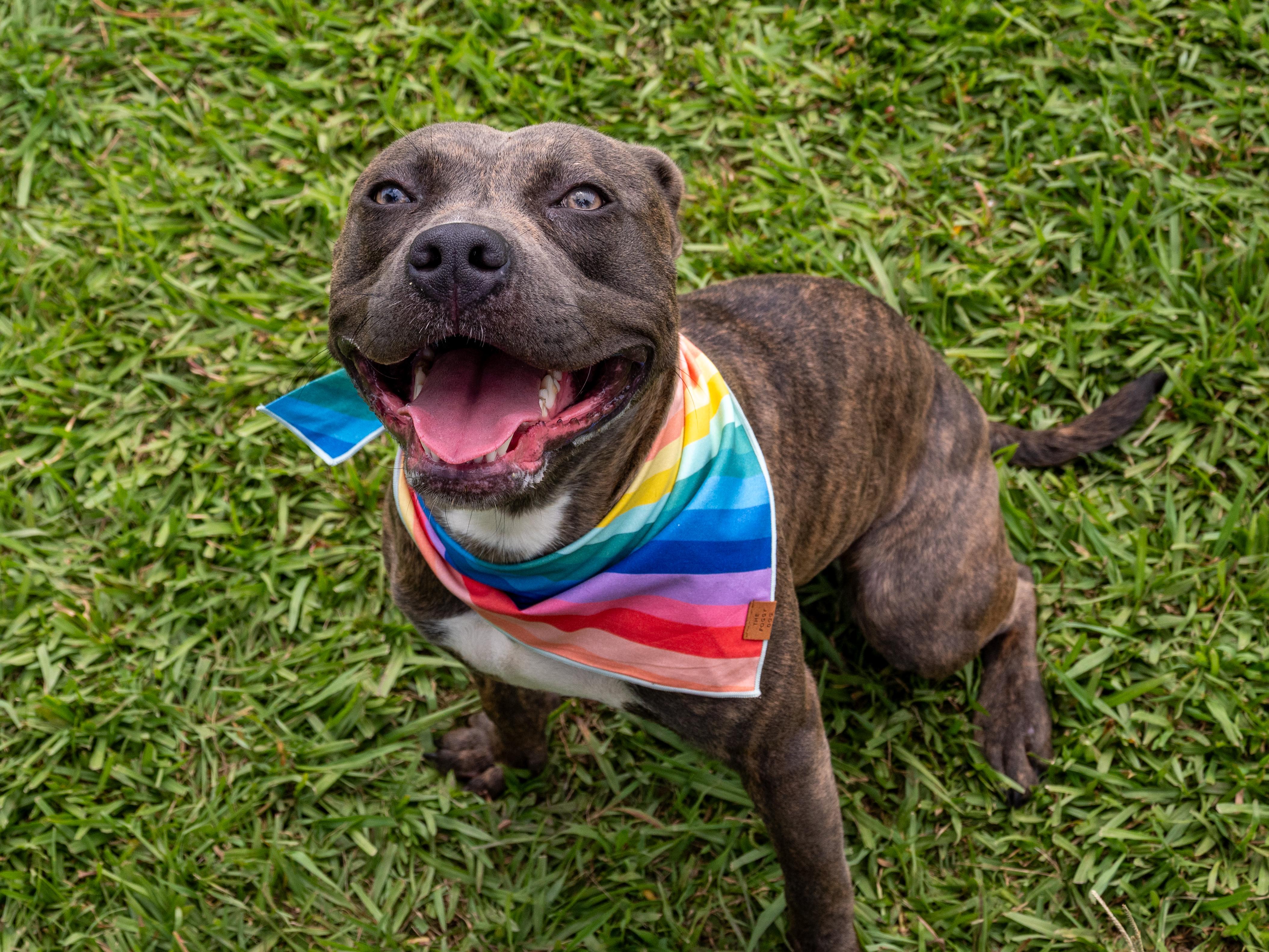 Hoot, an adopted Mixed Breed in Myrtle Beach, SC image 3/4