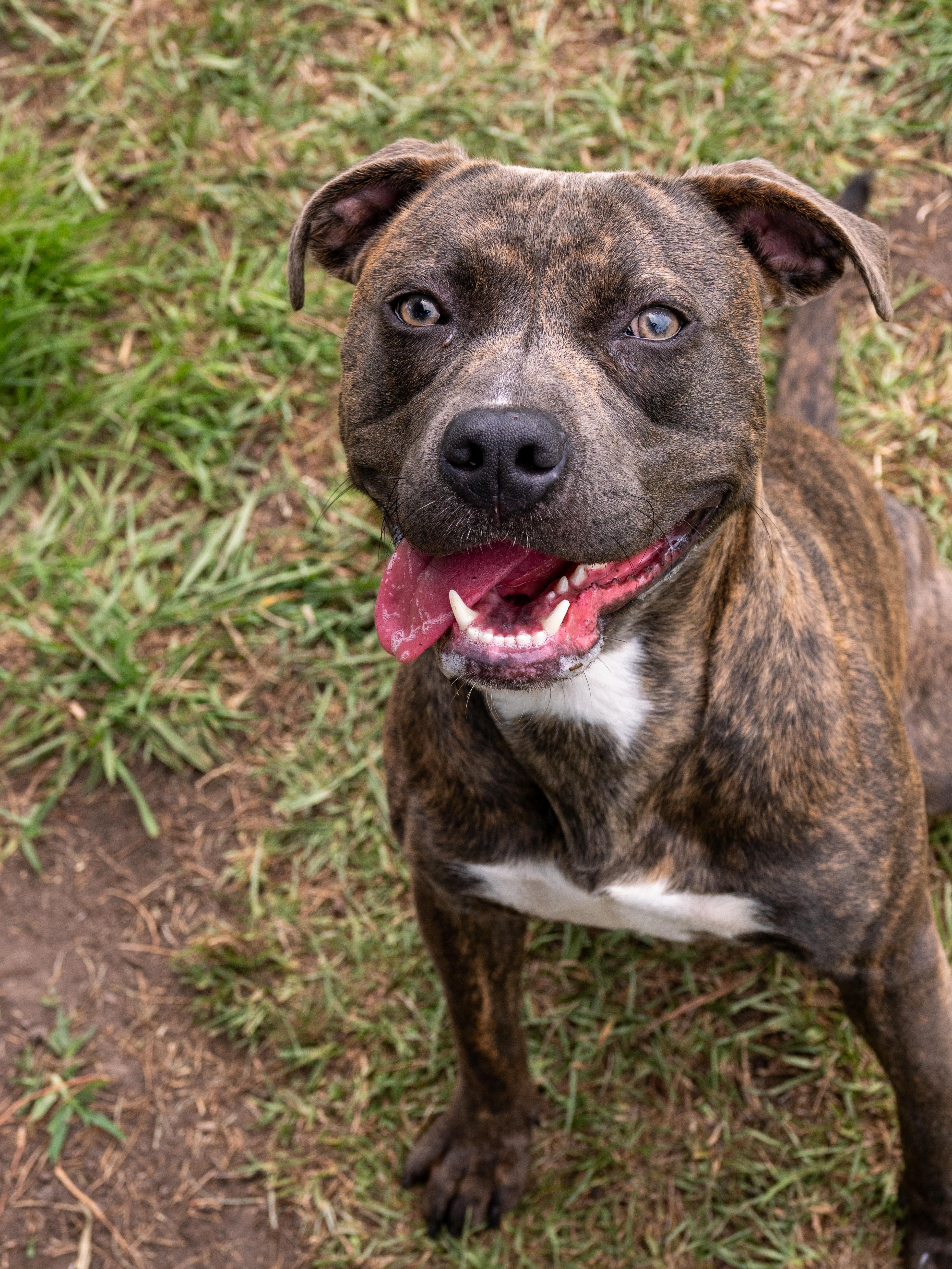 Hoot, an adopted Mixed Breed in Myrtle Beach, SC image 4/4