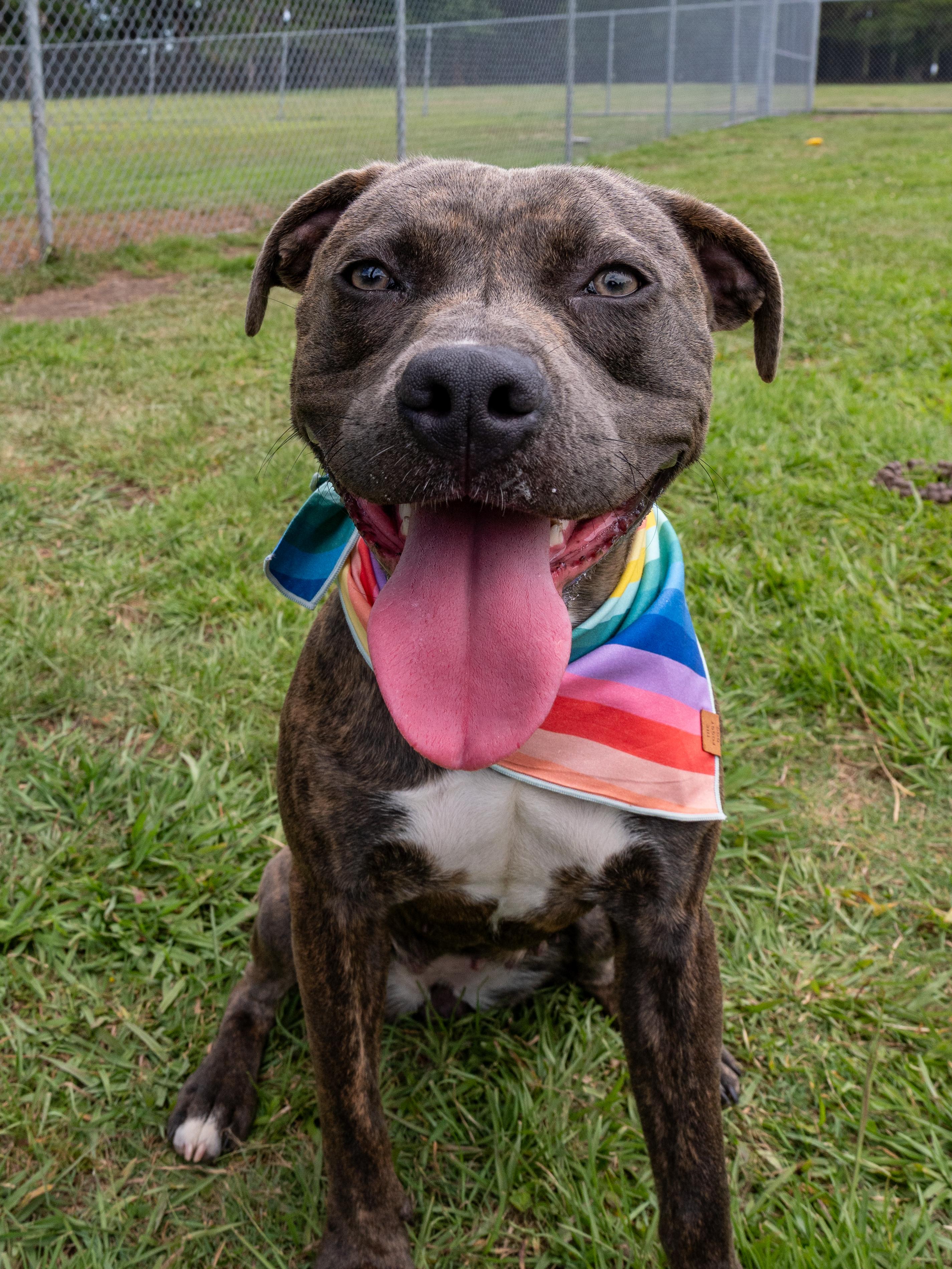 Hoot, an adopted Mixed Breed in Myrtle Beach, SC image 2/4