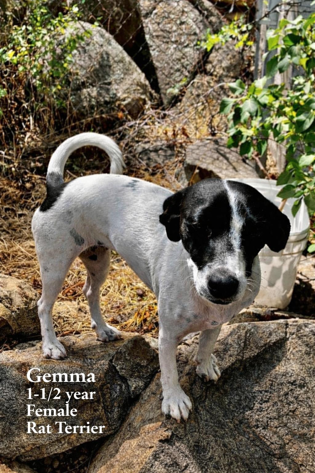 GEMMA  – 1-1/2 YEAR FEMALE RAT TERRIER , ADOPTABLE, Adult Female Rat Terrier.