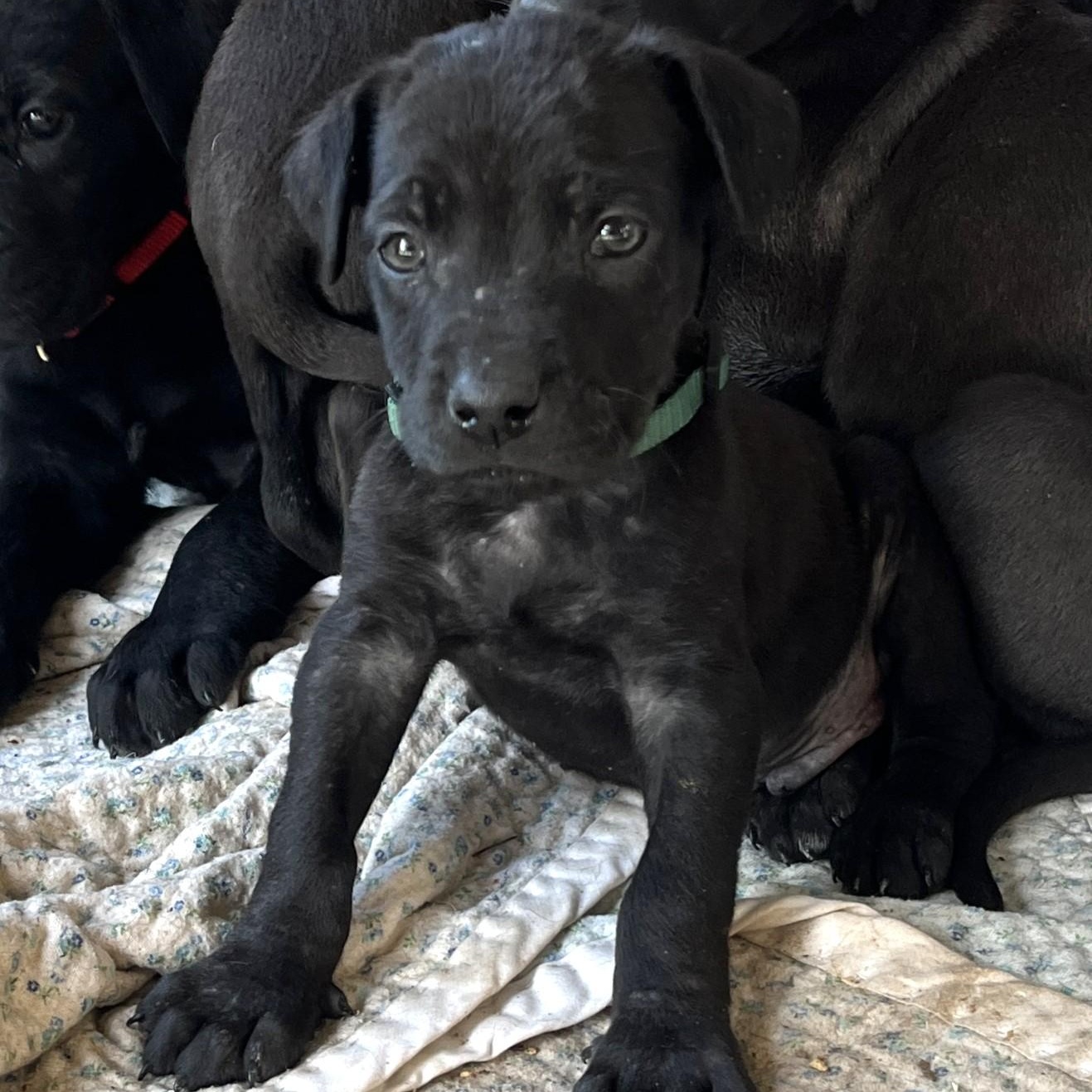 Emmett (and 3 siblings), adopted, Puppy Male Great Dane & German Shepherd Dog.
