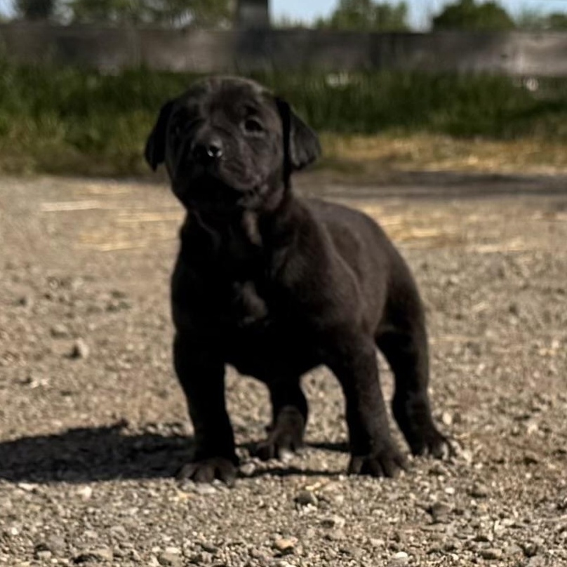 Enlarge Emmett (and 3 siblings), an adopted mixed breed in Palo Cedro, CA image 4/5