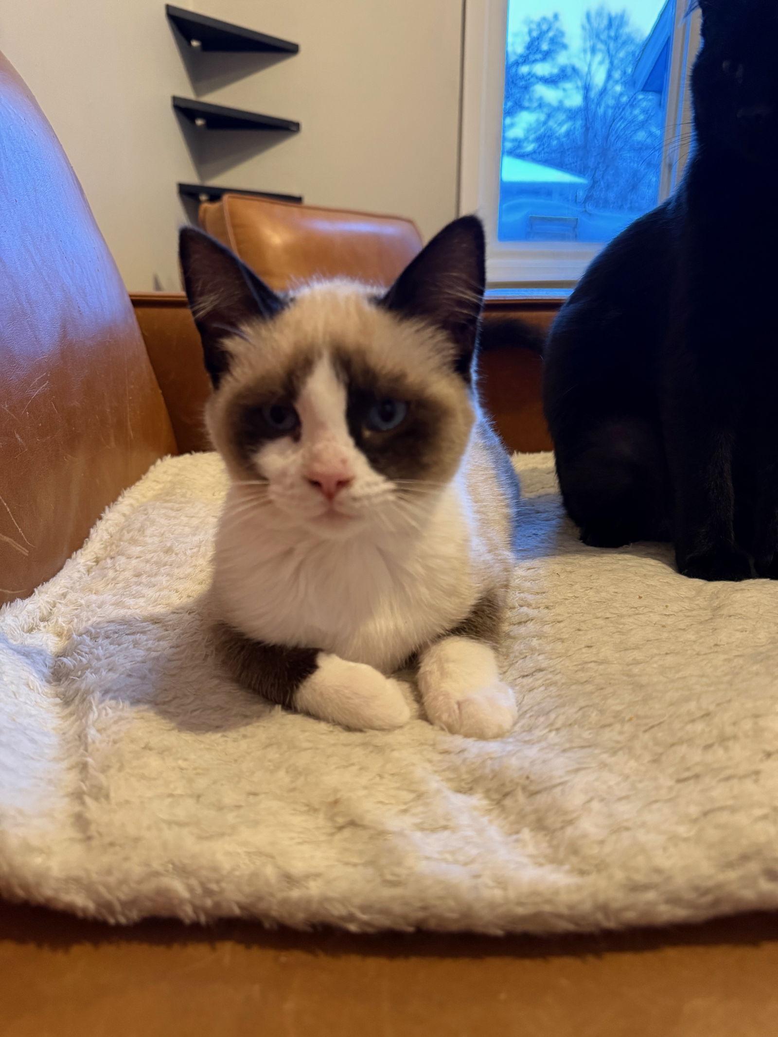 Enlarge Thunder, a Adoptable Domestic Long Hair in Minneapolis, MN image 1/1