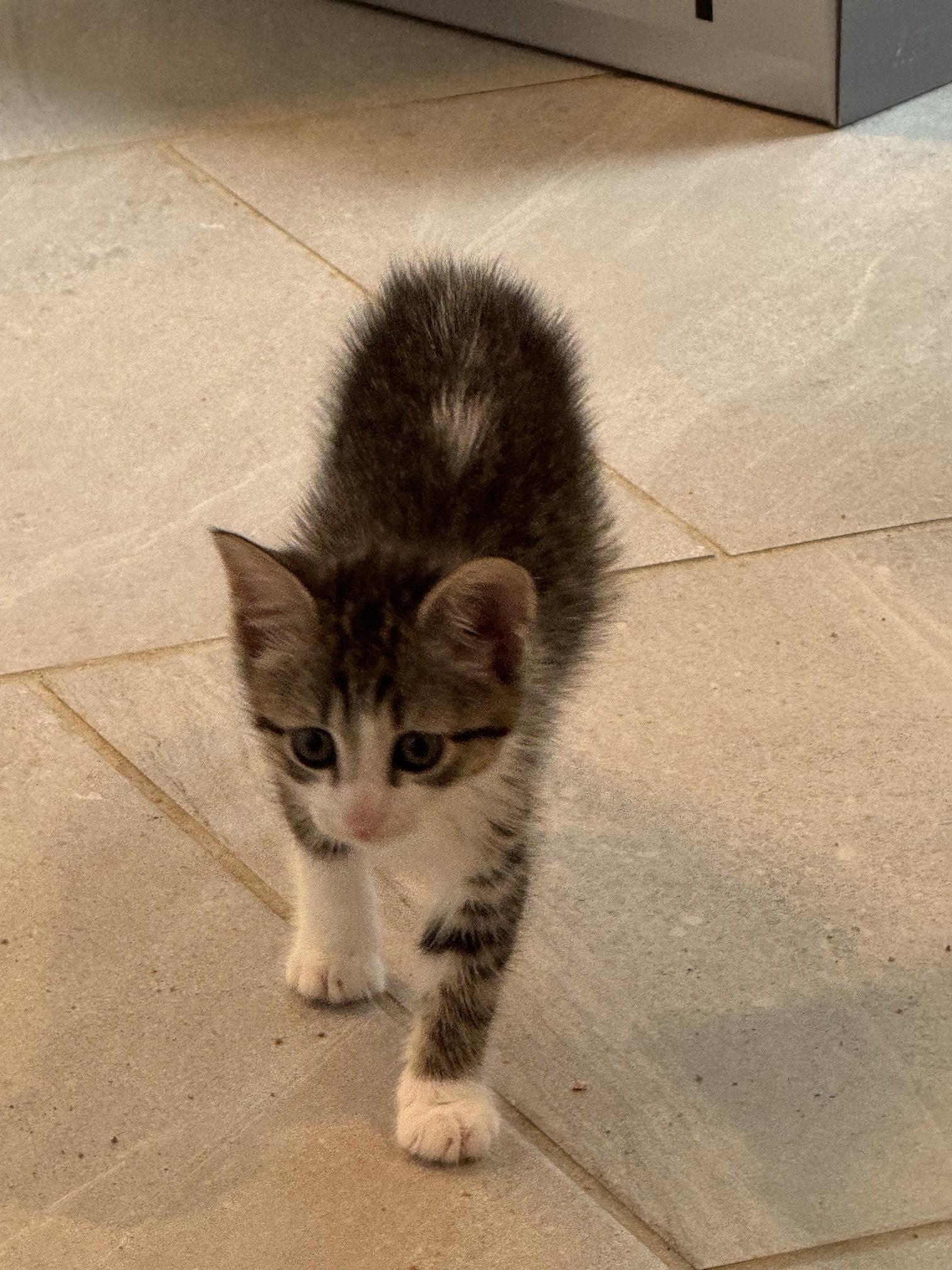 Enlarge Venus, a Adoptable Domestic Short Hair in Rowlett, TX image 1/3