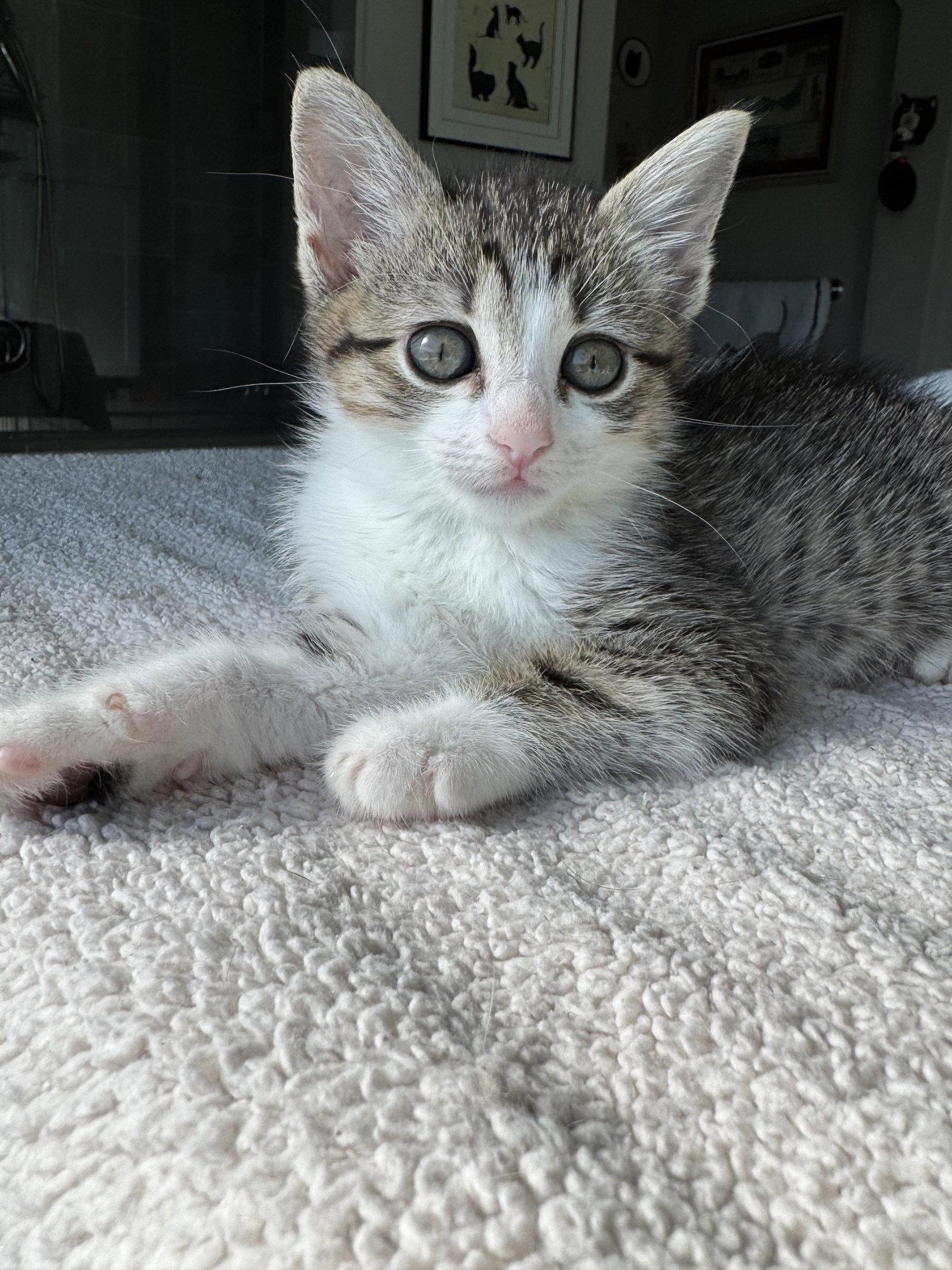 Enlarge Venus, a Adoptable Domestic Short Hair in Rowlett, TX image 2/3