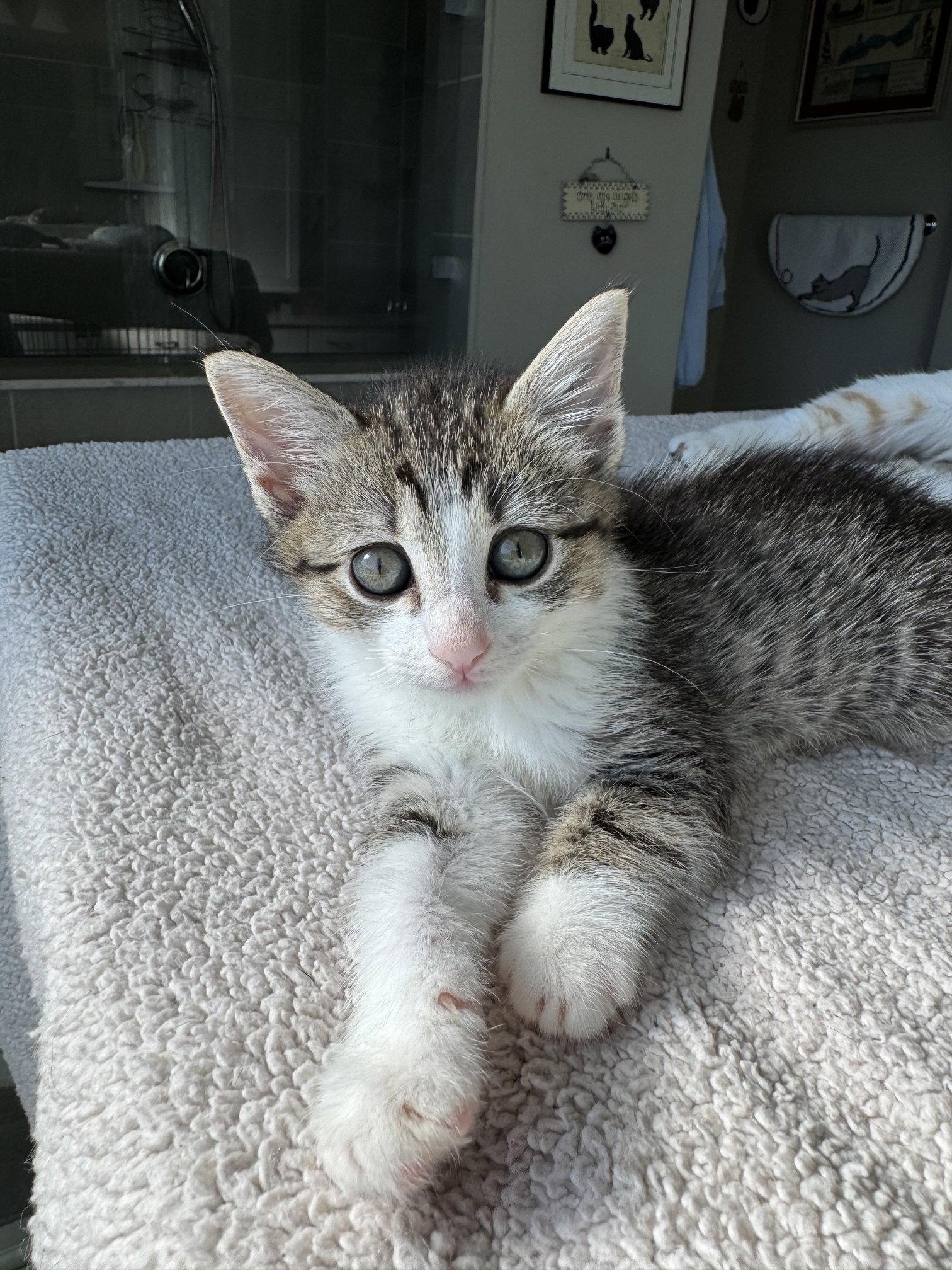 Enlarge Venus, a Adoptable Domestic Short Hair in Rowlett, TX image 3/3