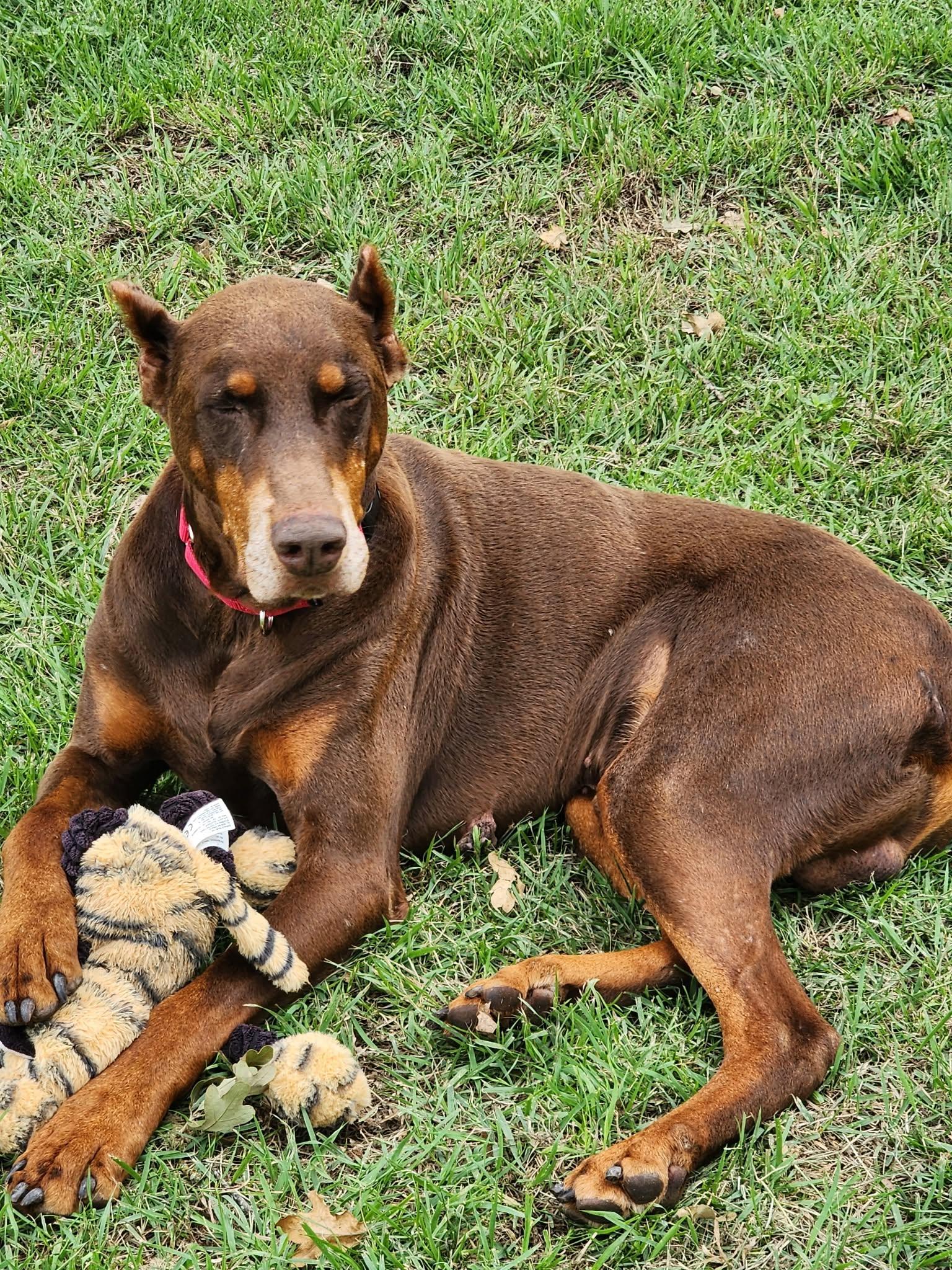 Eddison, a ADOPTABLE Doberman Pinscher in Benbrook, TX image 1/2