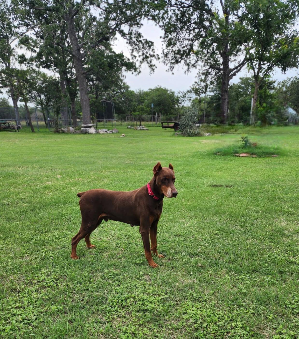 Eddison, a ADOPTABLE Doberman Pinscher in Benbrook, TX image 2/2