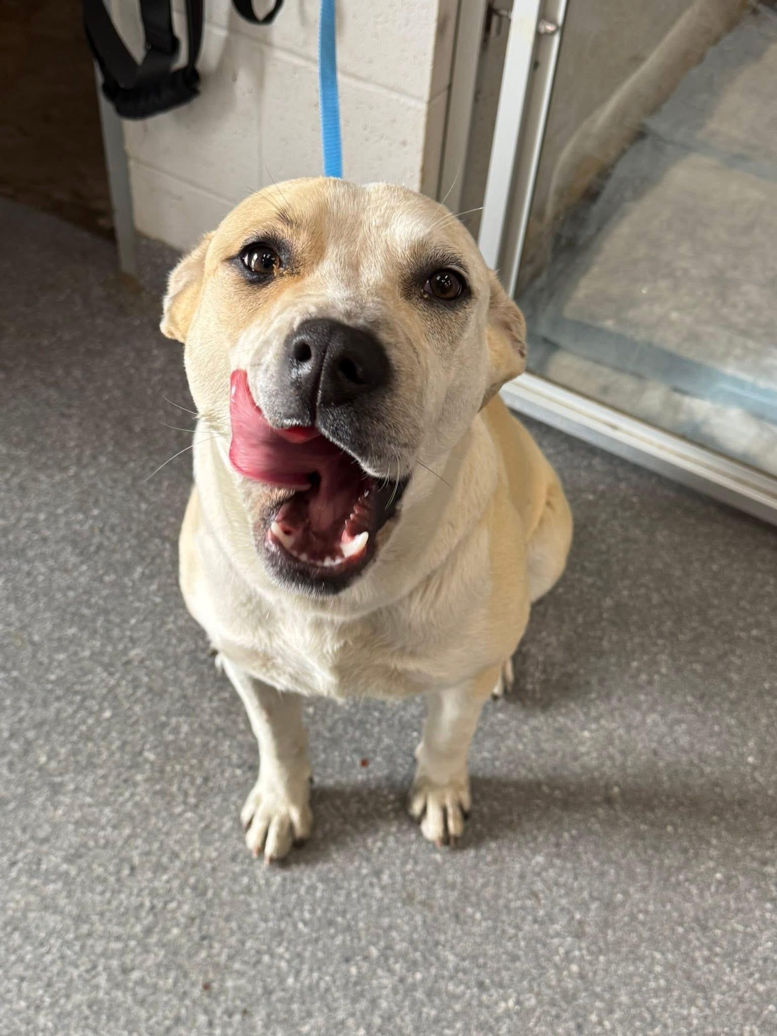 Enlarge Aelin, a ADOPTABLE mixed breed in Choctaw, OK image 3/4