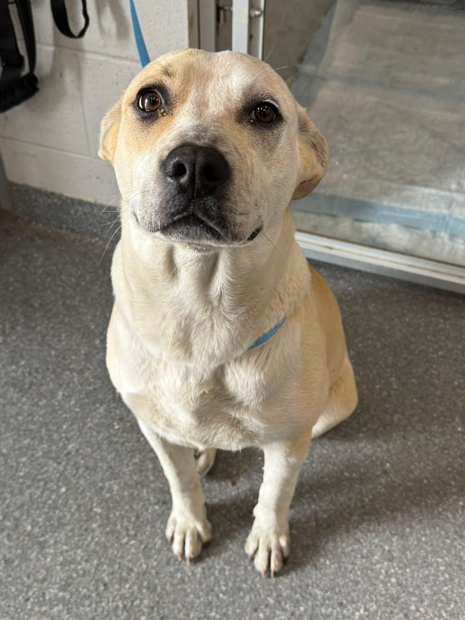 Enlarge Aelin, a ADOPTABLE mixed breed in Choctaw, OK image 4/4