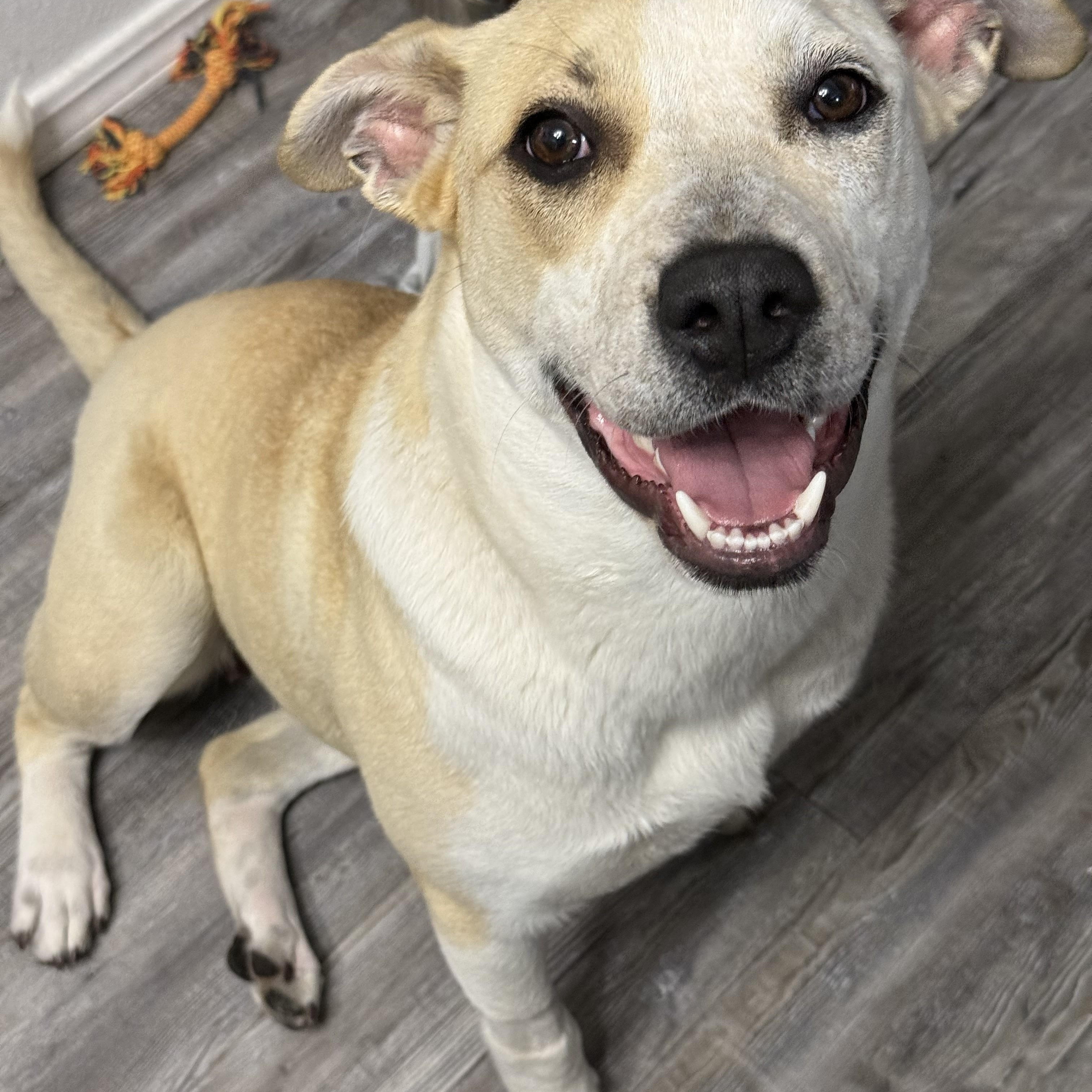 Enlarge Aelin, a ADOPTABLE mixed breed in Choctaw, OK image 1/4