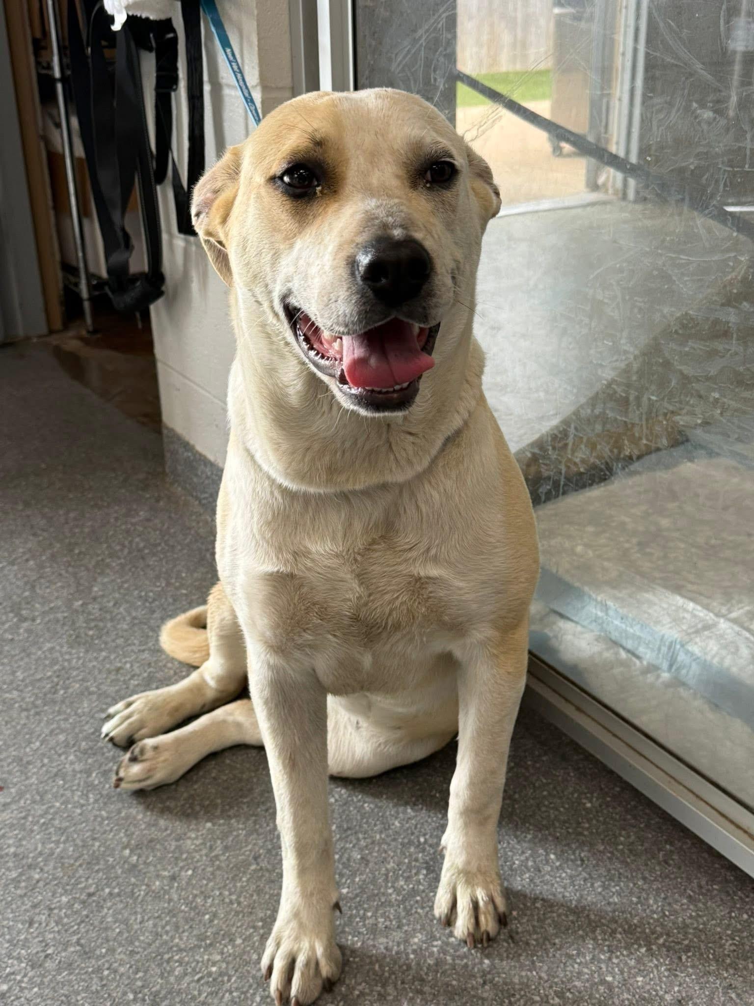 Enlarge Aelin, a ADOPTABLE mixed breed in Choctaw, OK image 2/4