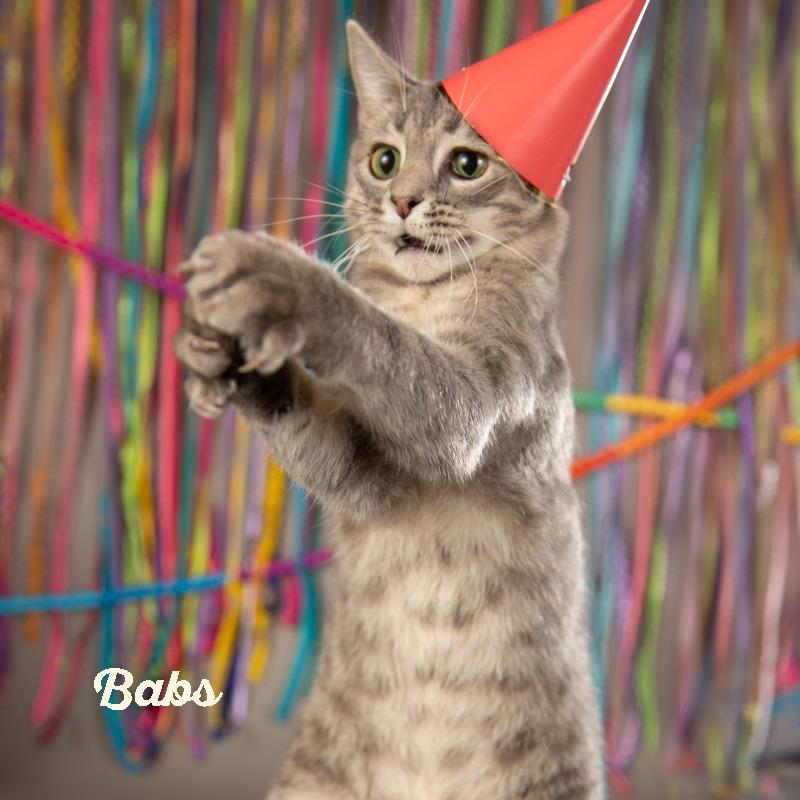 Babs, a Adoptable Domestic Short Hair in Springfield, MO image 1/5