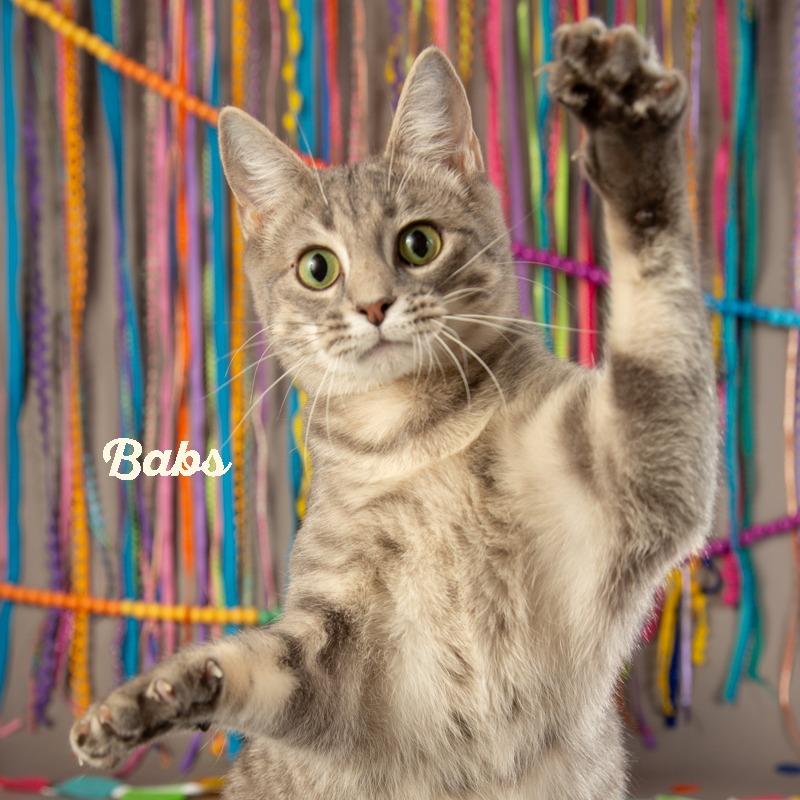 Babs, a Adoptable Domestic Short Hair in Springfield, MO image 2/5