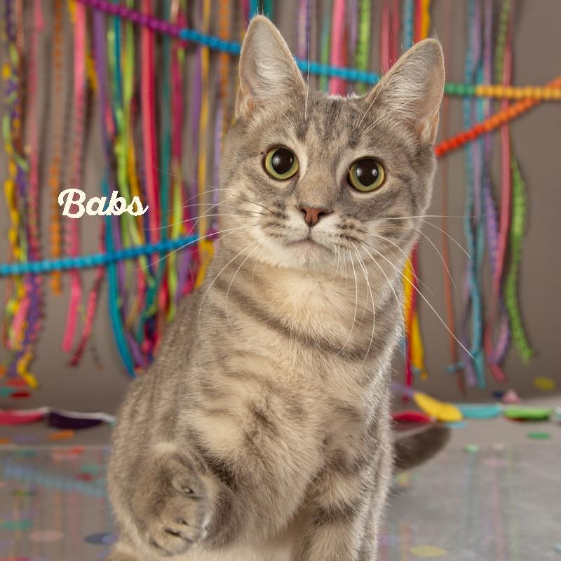 Babs, a Adoptable Domestic Short Hair in Springfield, MO image 3/5