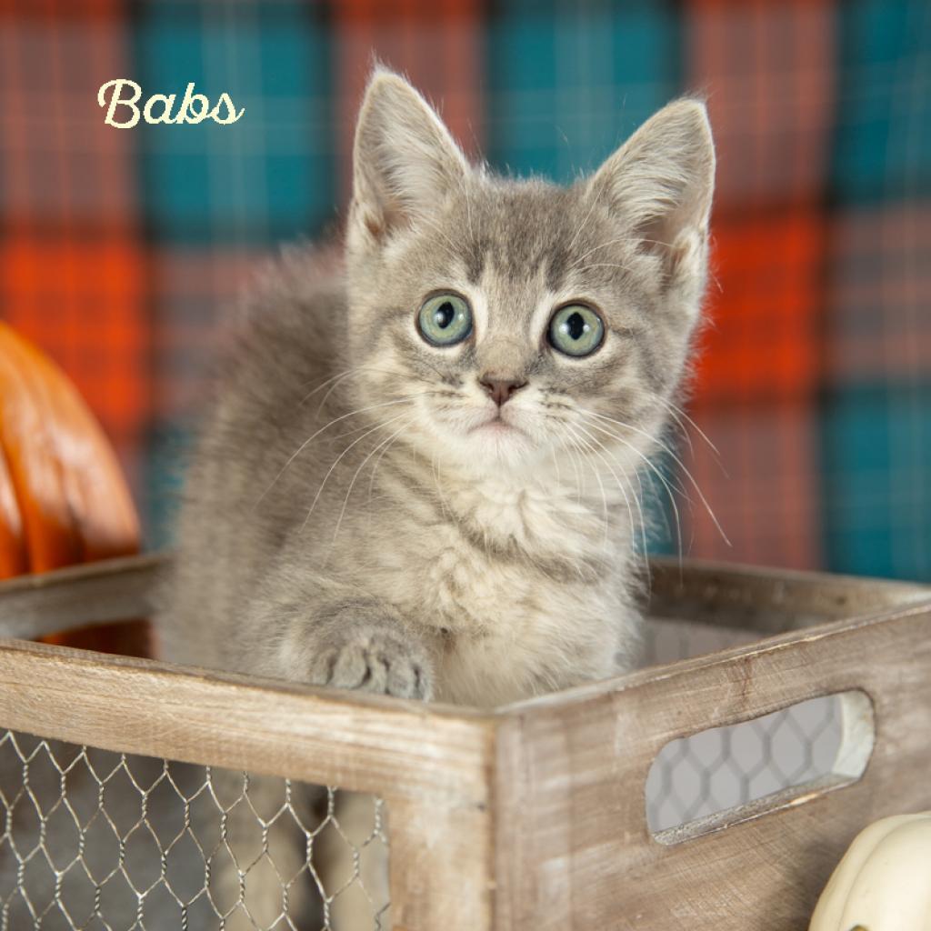 Babs, a Adoptable Domestic Short Hair in Springfield, MO image 4/5