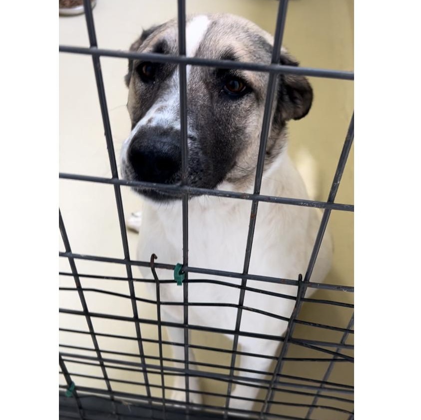 Jennie, a Adoptable mixed breed in Clarksville, VA image 3/6