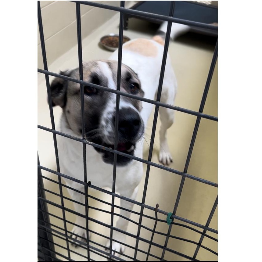 Jennie, a Adoptable mixed breed in Clarksville, VA image 4/6