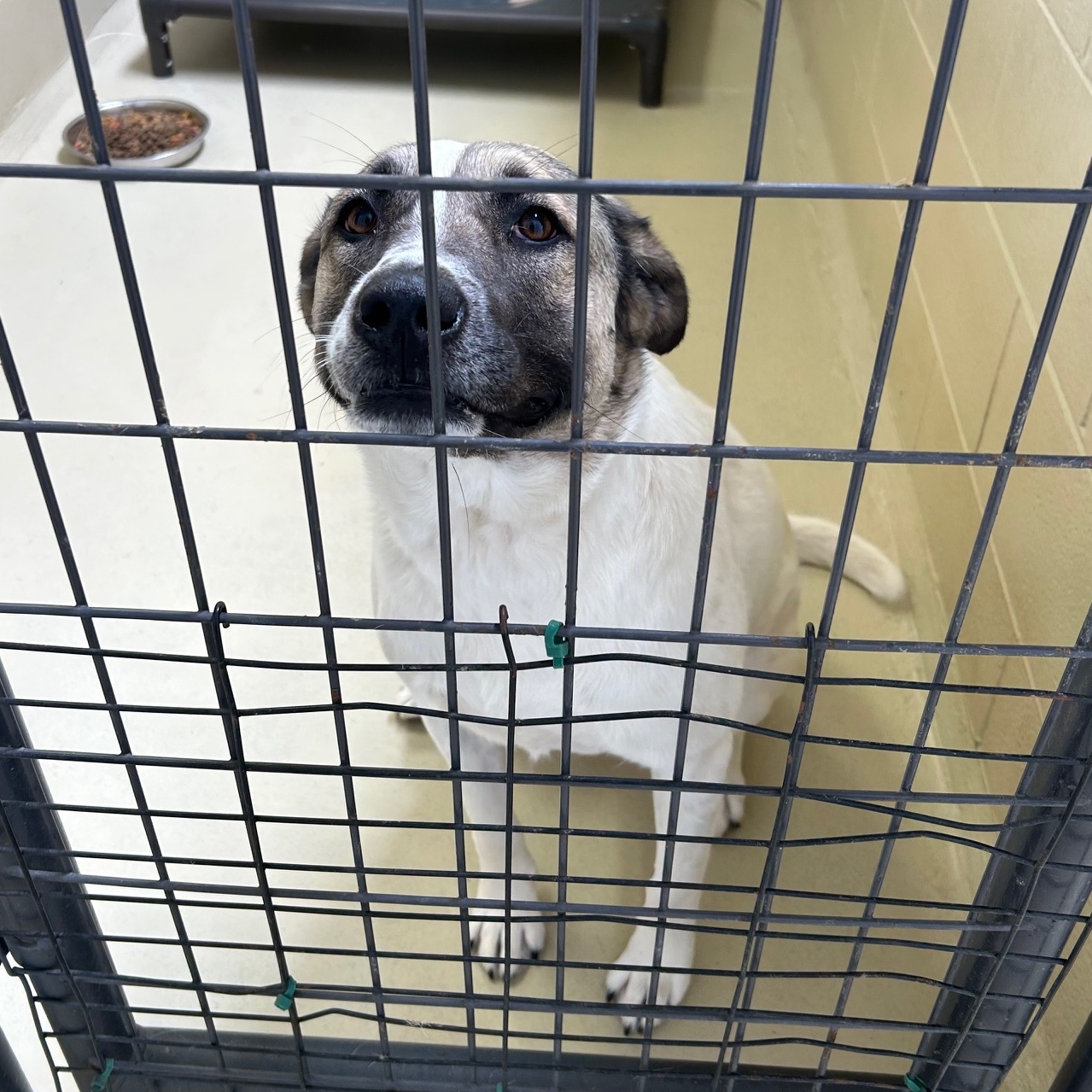 Jennie, a Adoptable mixed breed in Clarksville, VA image 5/6