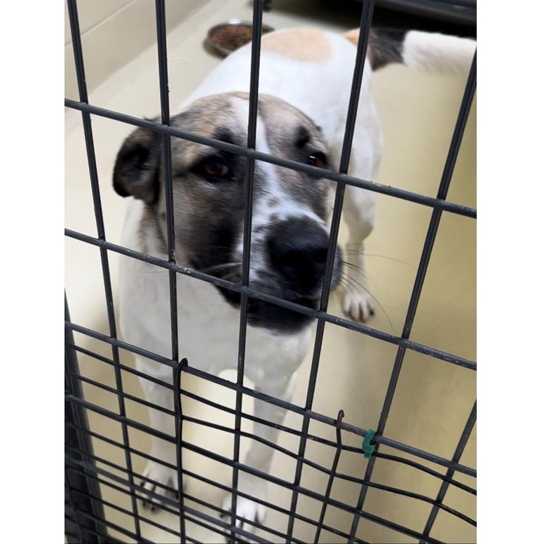 Jennie, a Adoptable mixed breed in Clarksville, VA image 1/6