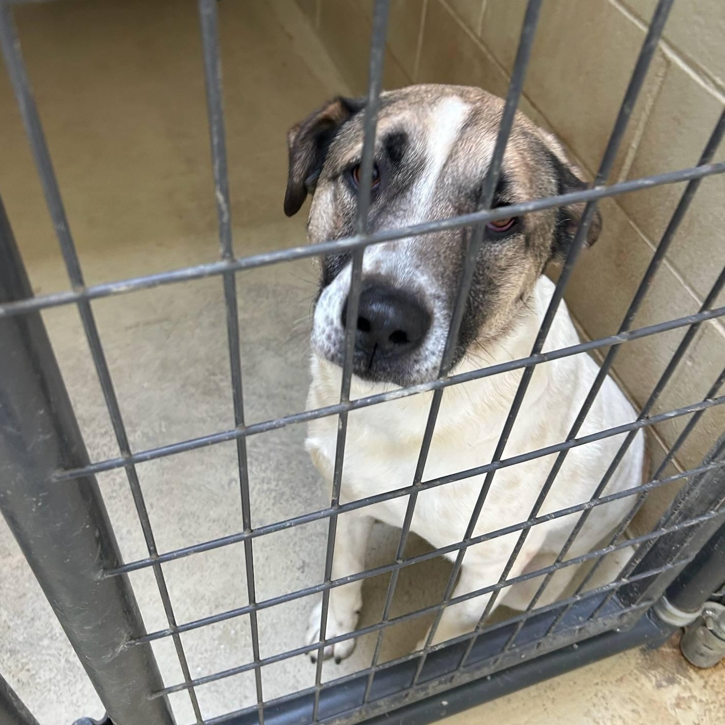 Enlarge Jennie, a Adoptable mixed breed in Clarksville, VA image 1/6