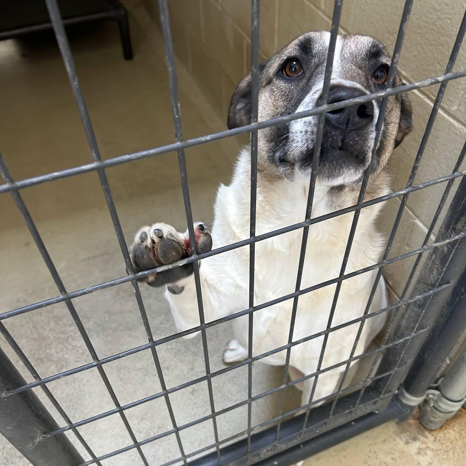 Enlarge Jennie, a Adoptable mixed breed in Clarksville, VA image 6/6