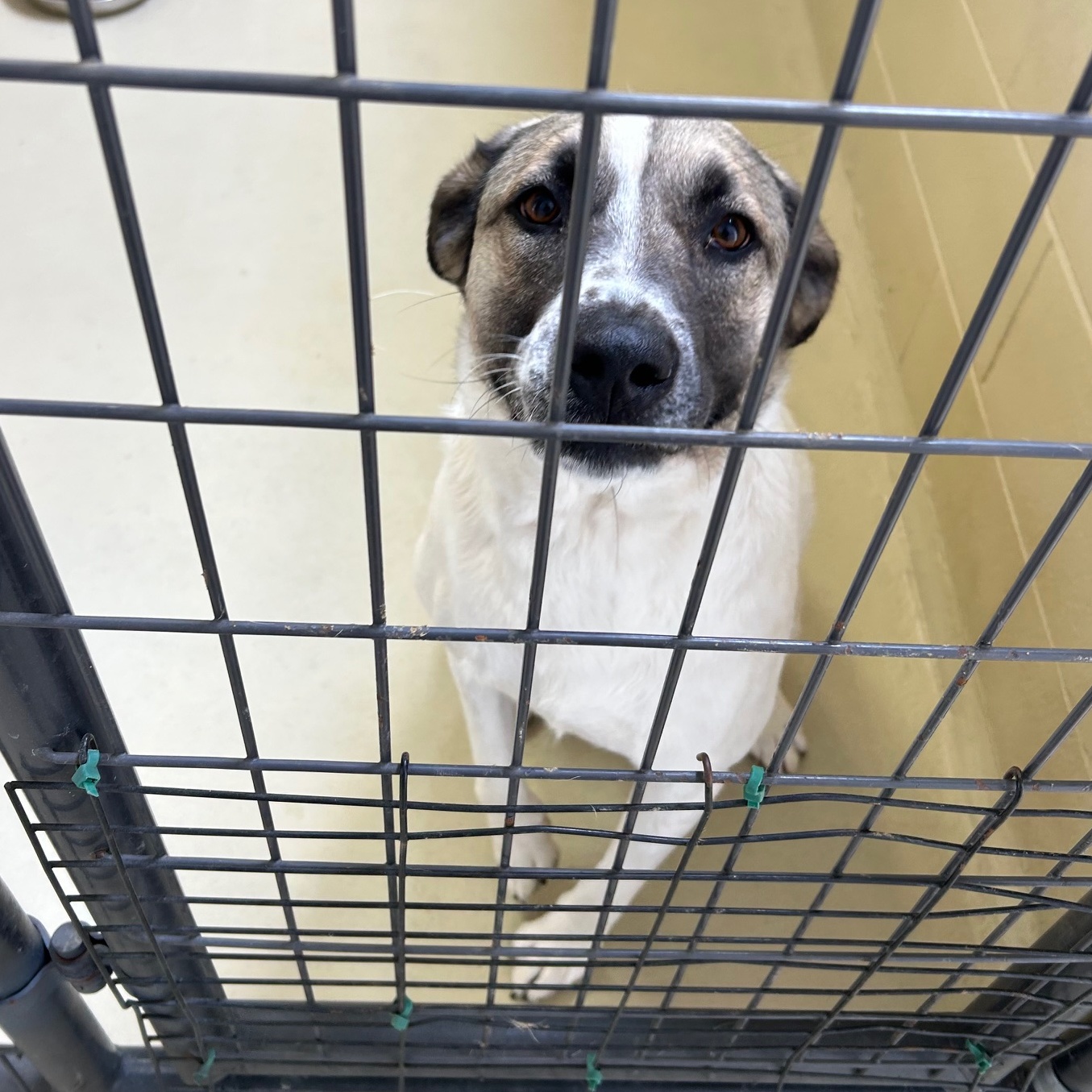 Jennie, a Adoptable mixed breed in Clarksville, VA image 2/6