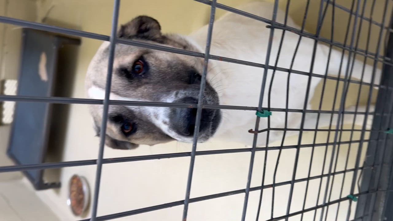 Enlarge Jennie, a Adoptable mixed breed in Clarksville, VA video 6/6