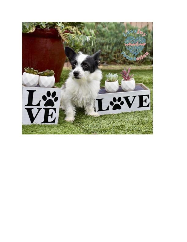 Pea Family Terrier Dog