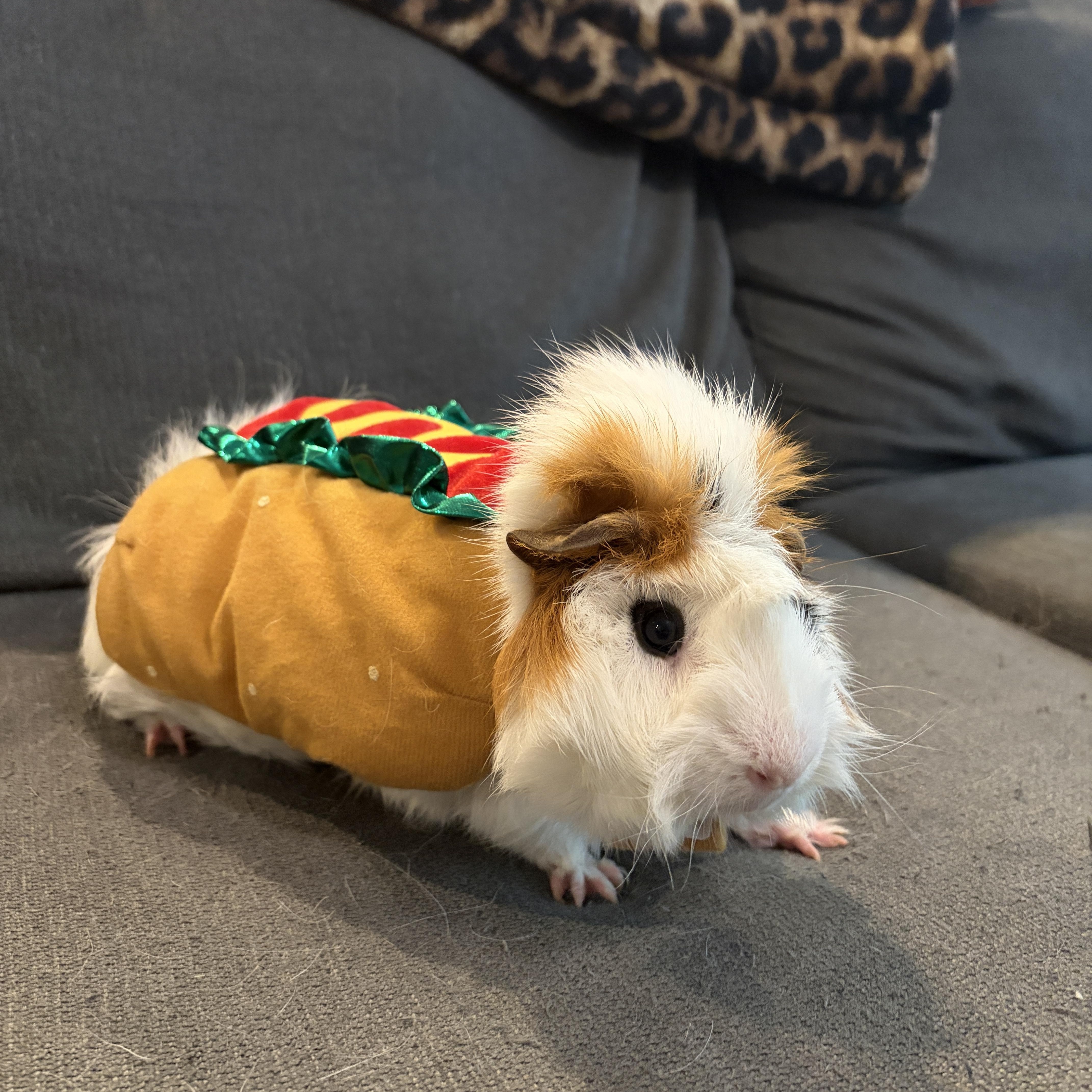 Noah, an adoptable Guinea Pig in Austin, TX image 2/3