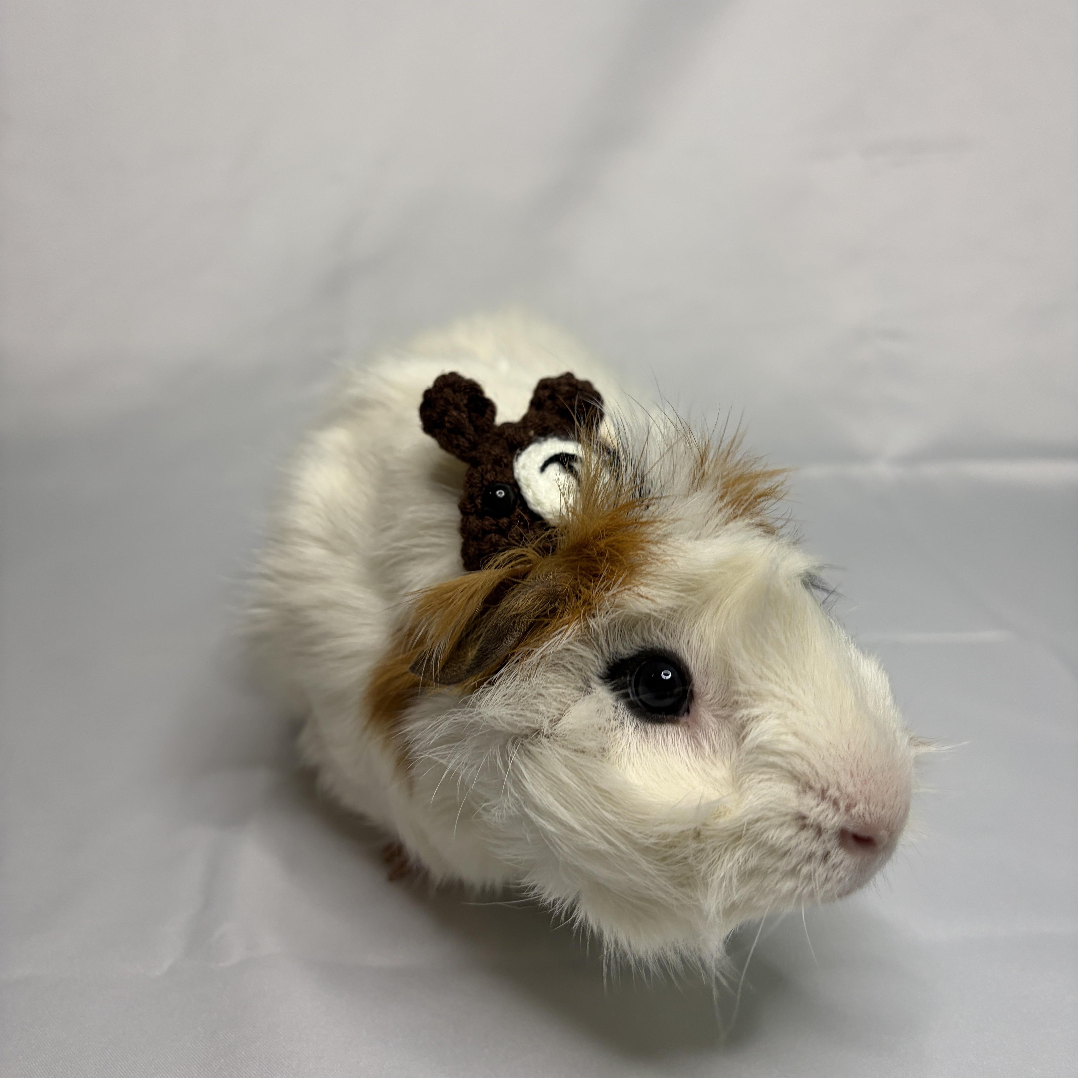 Noah, an adoptable Guinea Pig in Austin, TX image 1/3