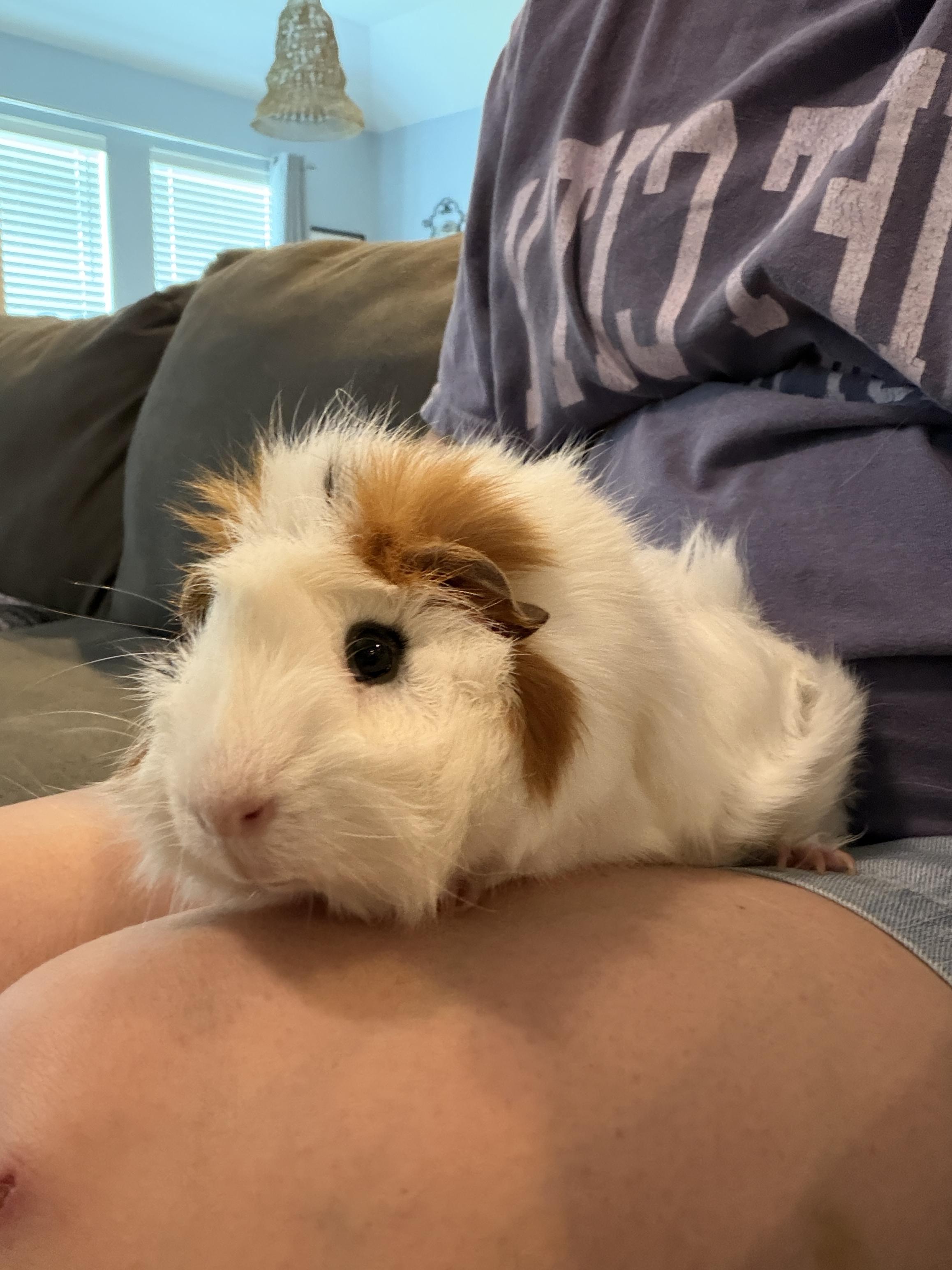 Noah, an adoptable Guinea Pig in Austin, TX image 3/3