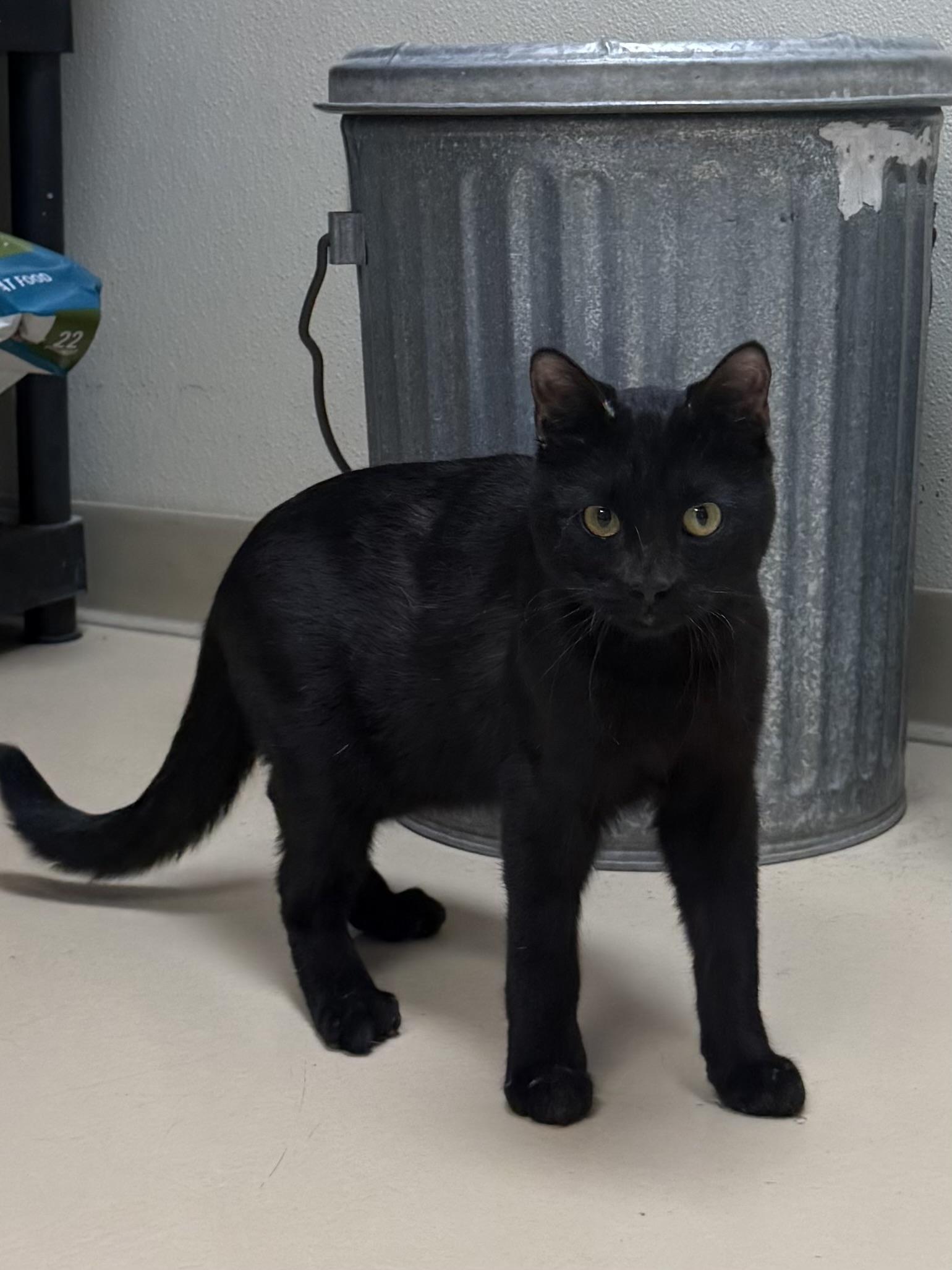 Ribeye, a ADOPTABLE Domestic Short Hair in Boulder City, NV image 2/3