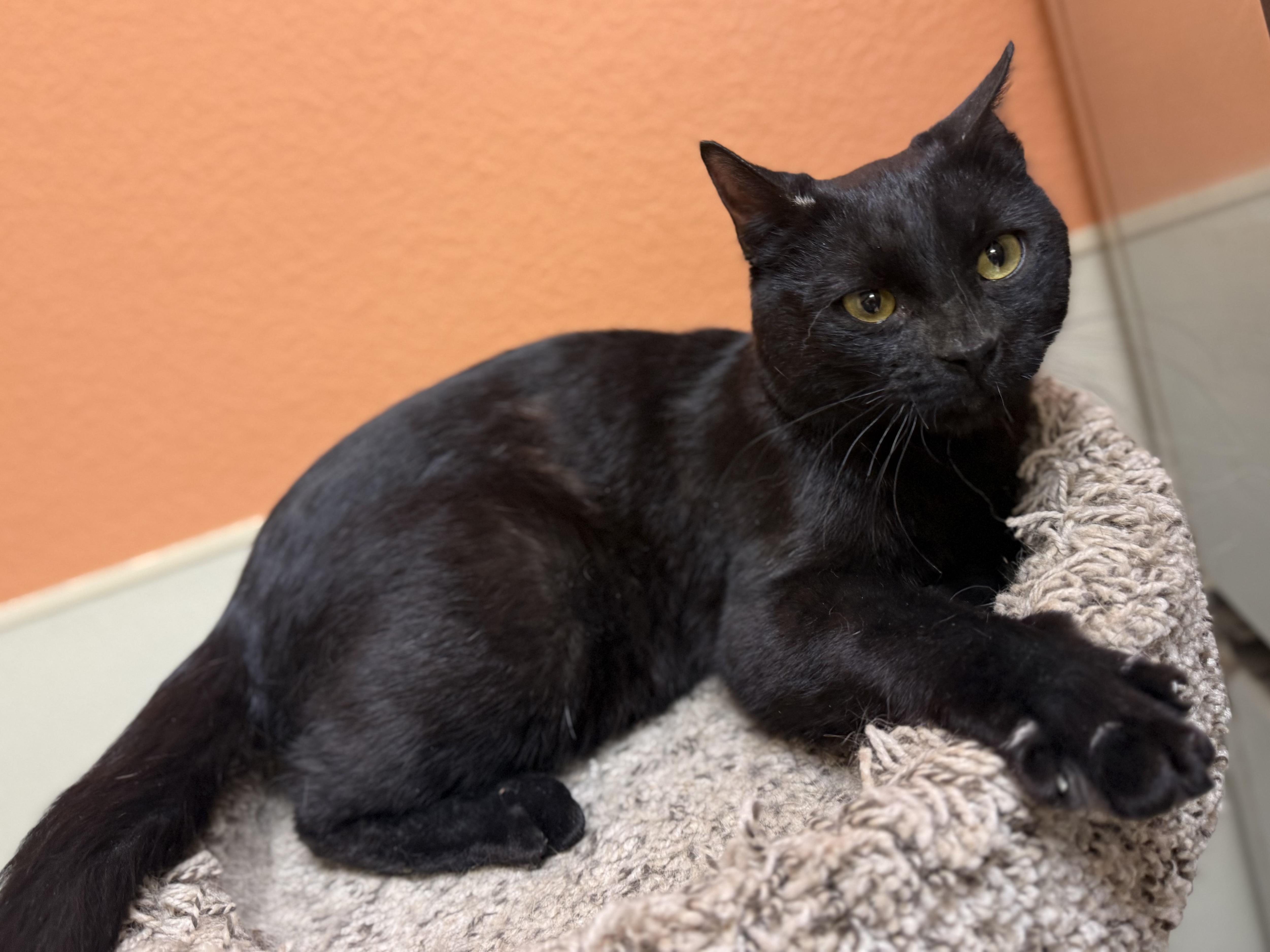 Ribeye, a ADOPTABLE Domestic Short Hair in Boulder City, NV image 1/3