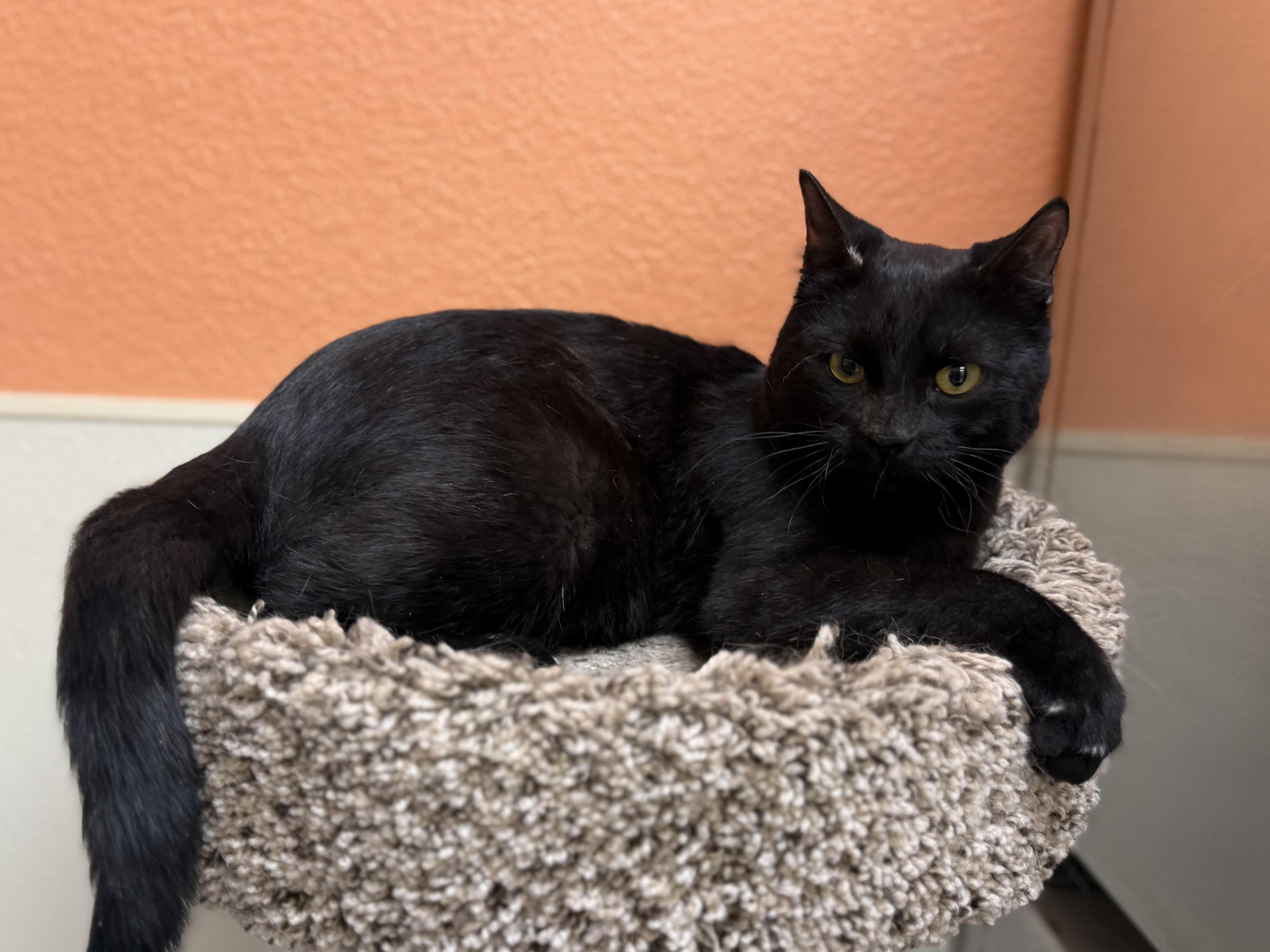 Ribeye, a ADOPTABLE Domestic Short Hair in Boulder City, NV image 3/3
