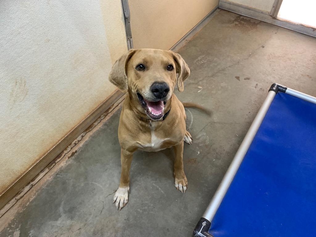 Enlarge Jingles, a Adoptable mixed breed in Tucumcari, NM image 2/3