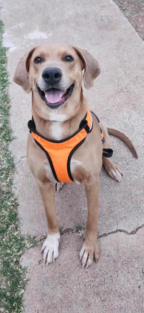 Jingles, Adoptable, Adult Female Hound & Labrador Retriever.