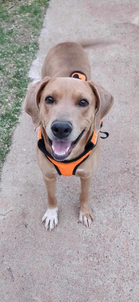 Enlarge Jingles, a Adoptable mixed breed in Tucumcari, NM image 2/3