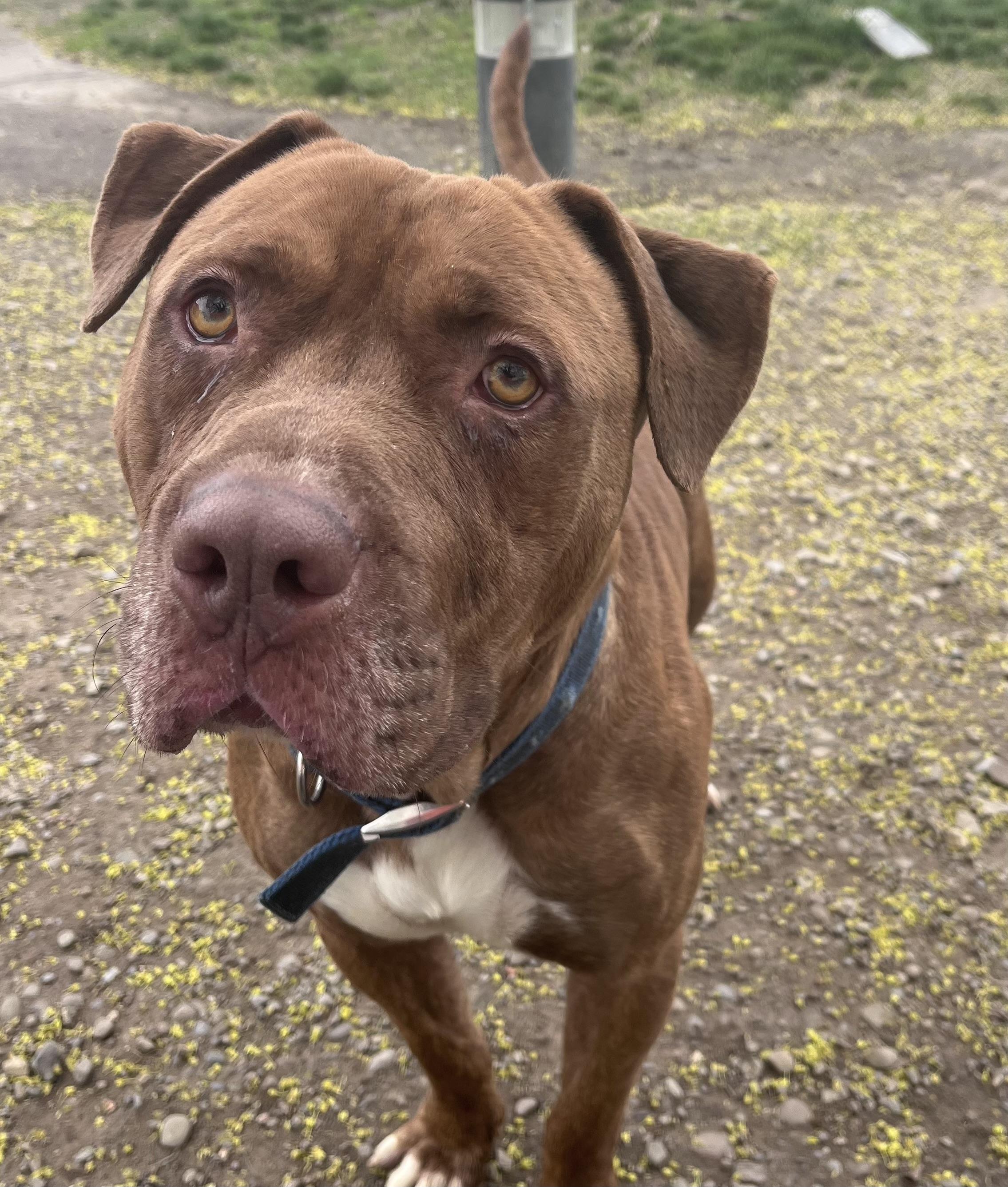 Enlarge Walter, a ADOPTABLE mixed breed in Buffalo, NY image 3/5